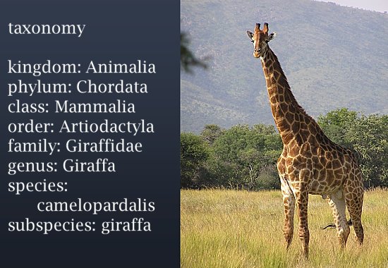 giraffe taxononmy