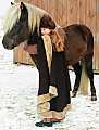 Icelandic horses