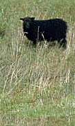 black sheep