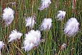 cottongrass