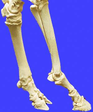 metatarsals compared