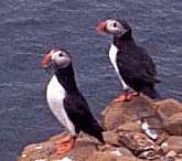 puffins